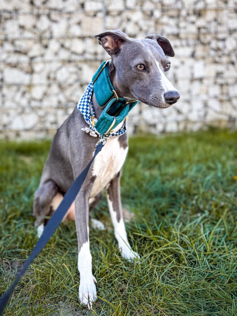 pies Yuki, rasa whippet, siedzący na ogrodzie
