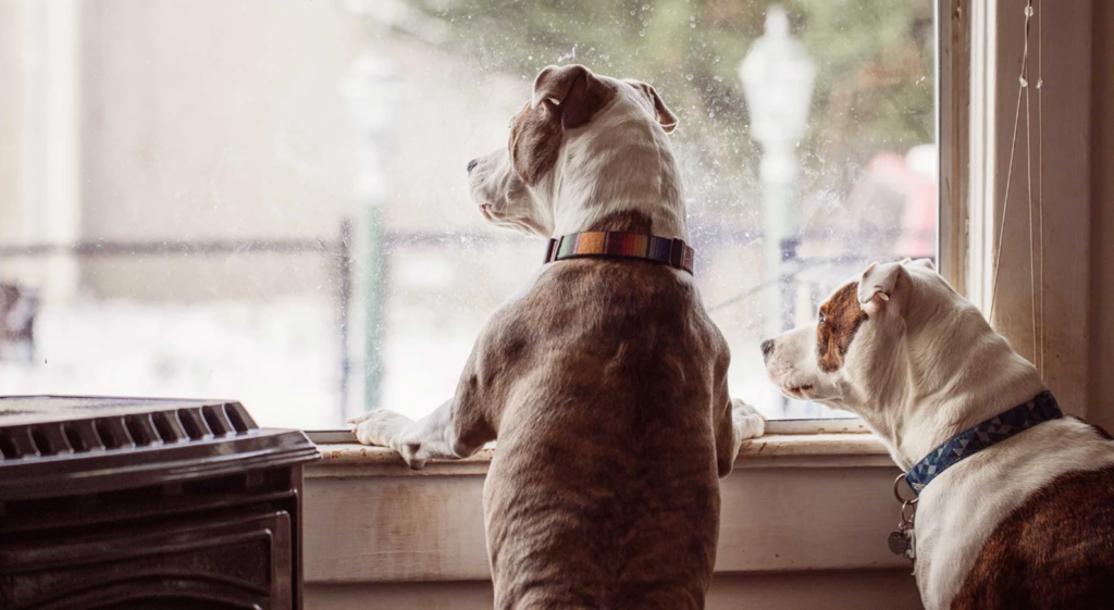 dwa psy wyglądające przez okno, lęk separacyjny