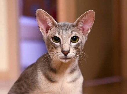 siedzący kot rasy peterbald