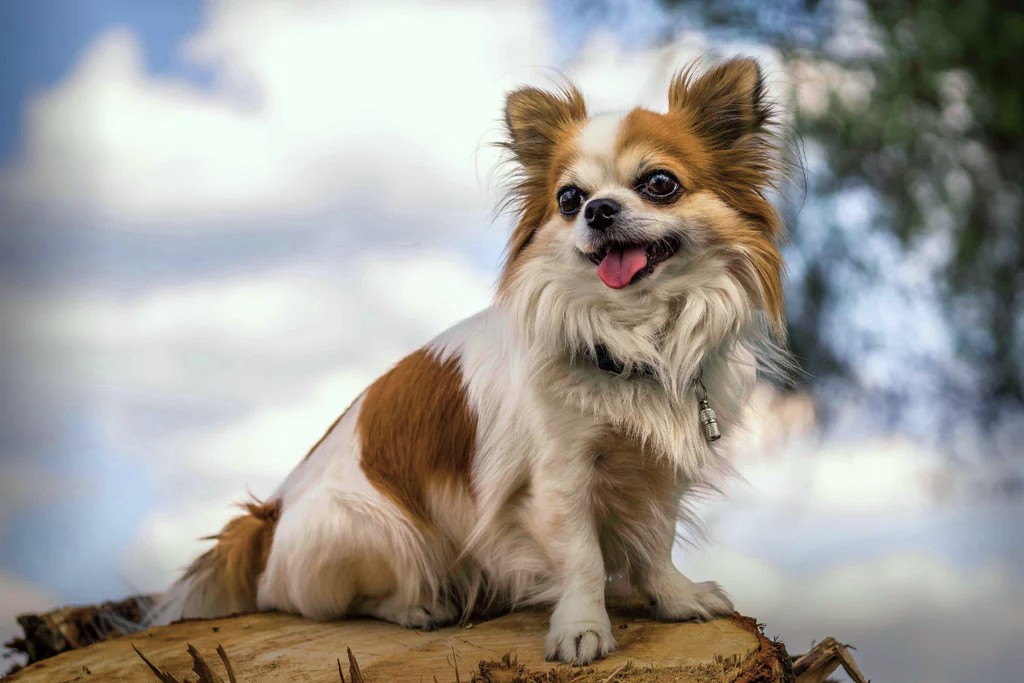 chihuahua na tle nieba