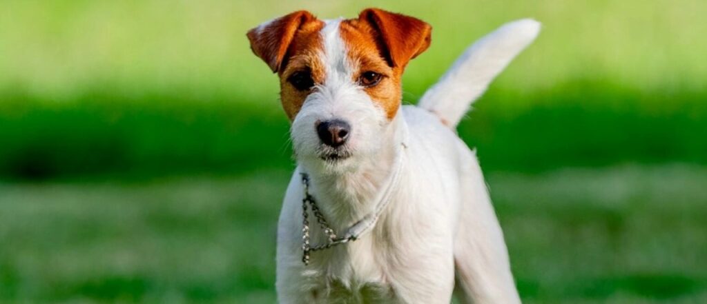 pies jack russell terrier na zielonym tle