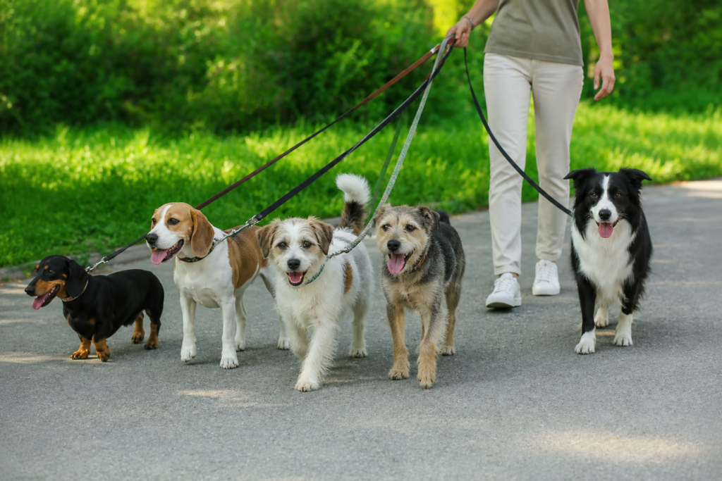 opiekun petsitter z pięcioma psami na smyczy w parku