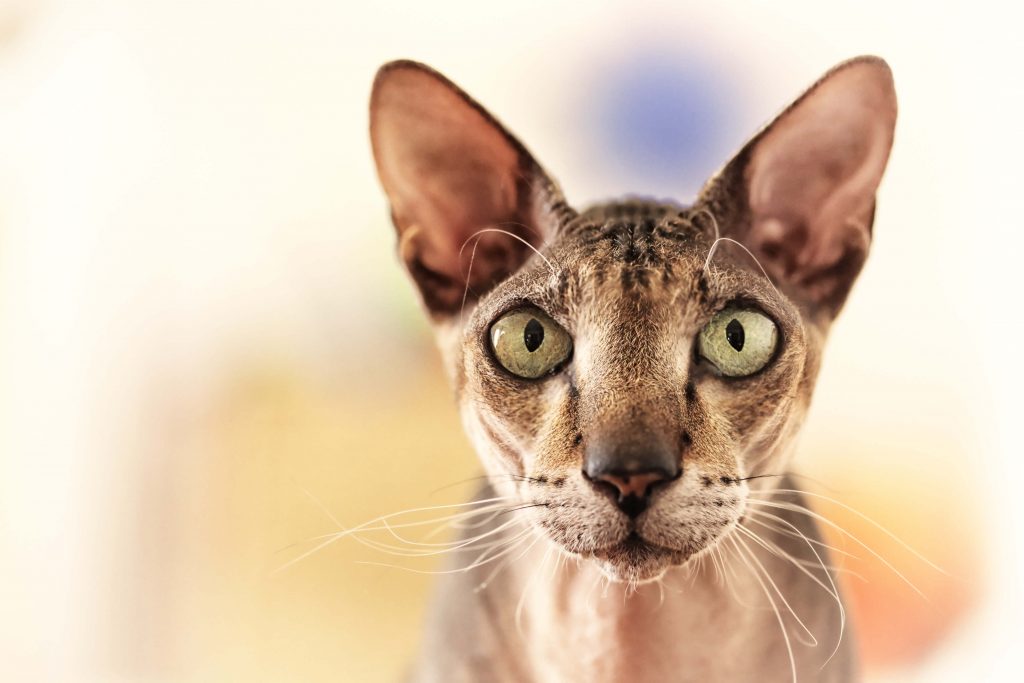 kot rasy peterbald