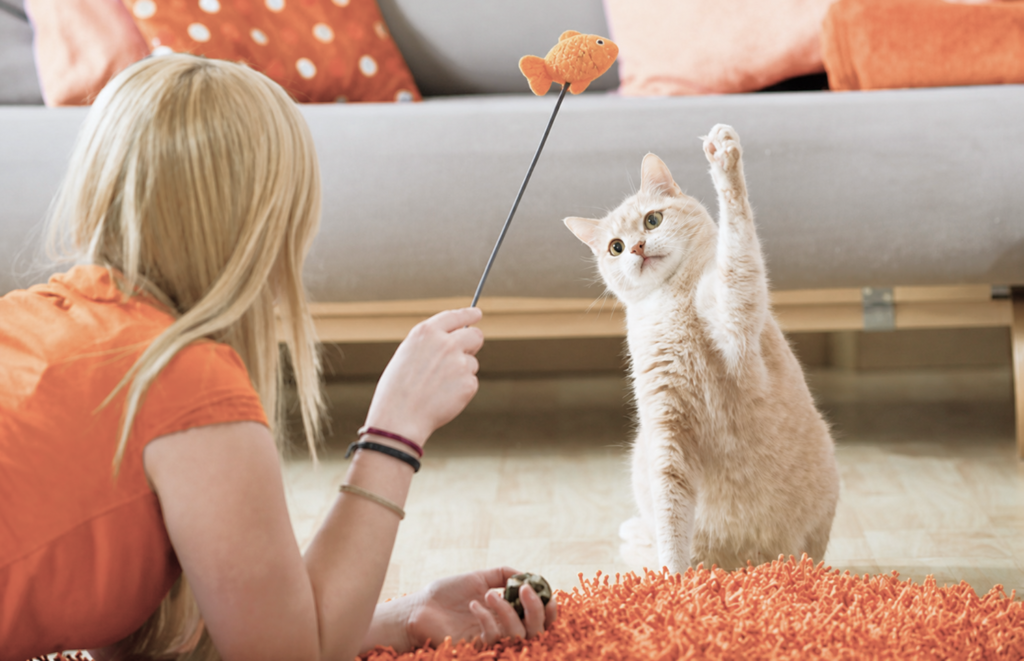 Petsitter bawiący się z kotem zabawką na patyku